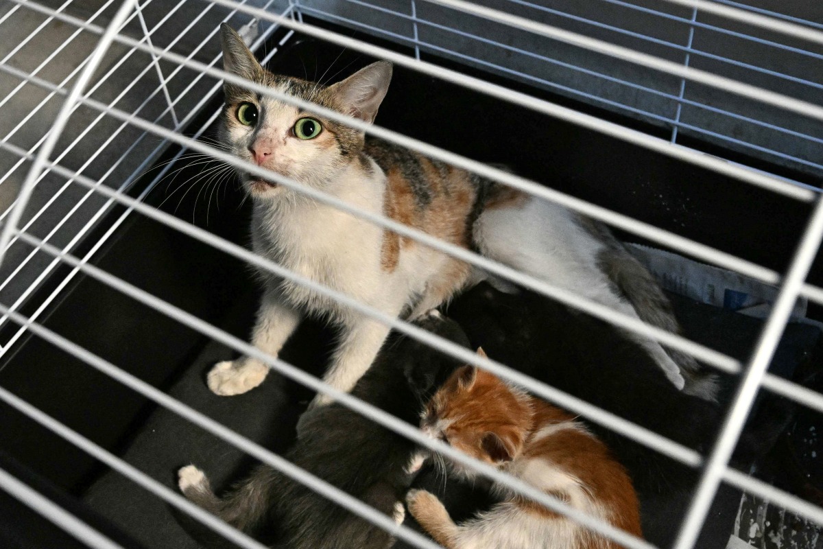 Cats that were abandoned by their owners who fled during Israeli strikes in Beirut's southern suburbs sit in a cage at an animal shelter on October 3, 2024. (Photo by Joseph Eid / AFP)