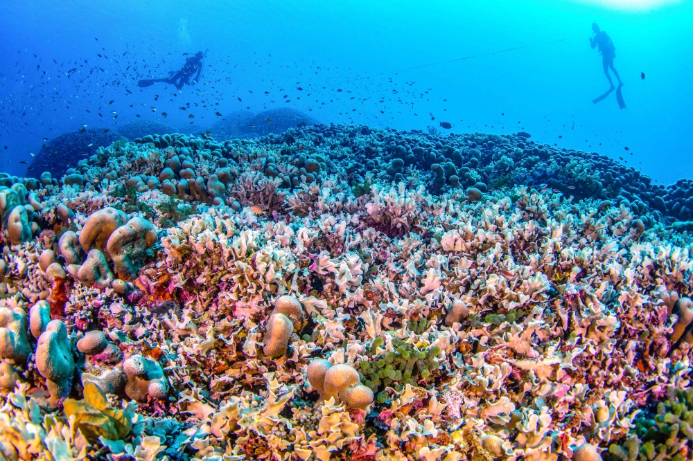 This handout photo taken by National Geographic Pristine Seas on October 24, 2024, and released on November 14, shows divers swimming over the world's largest coral. (Photo by Manu San Felix / National Geographic Pristine Seas / AFP) 