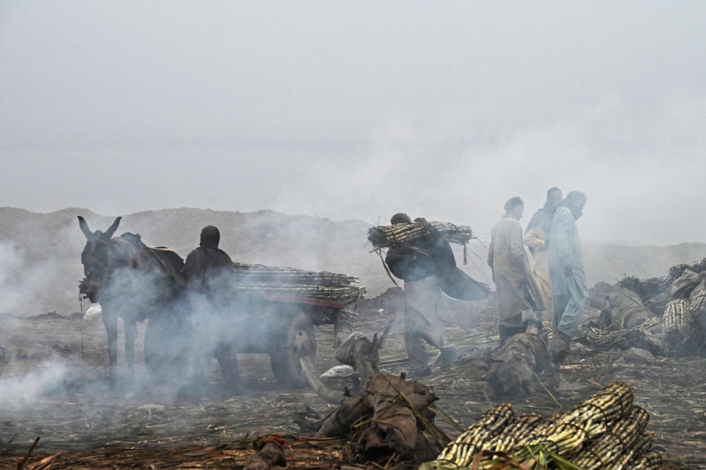 Farmers load sugarcane on a horsecart amid heavy smoggy conditions in Lahore on November 17, 2024. (Photo by Arif Ali / AFP)