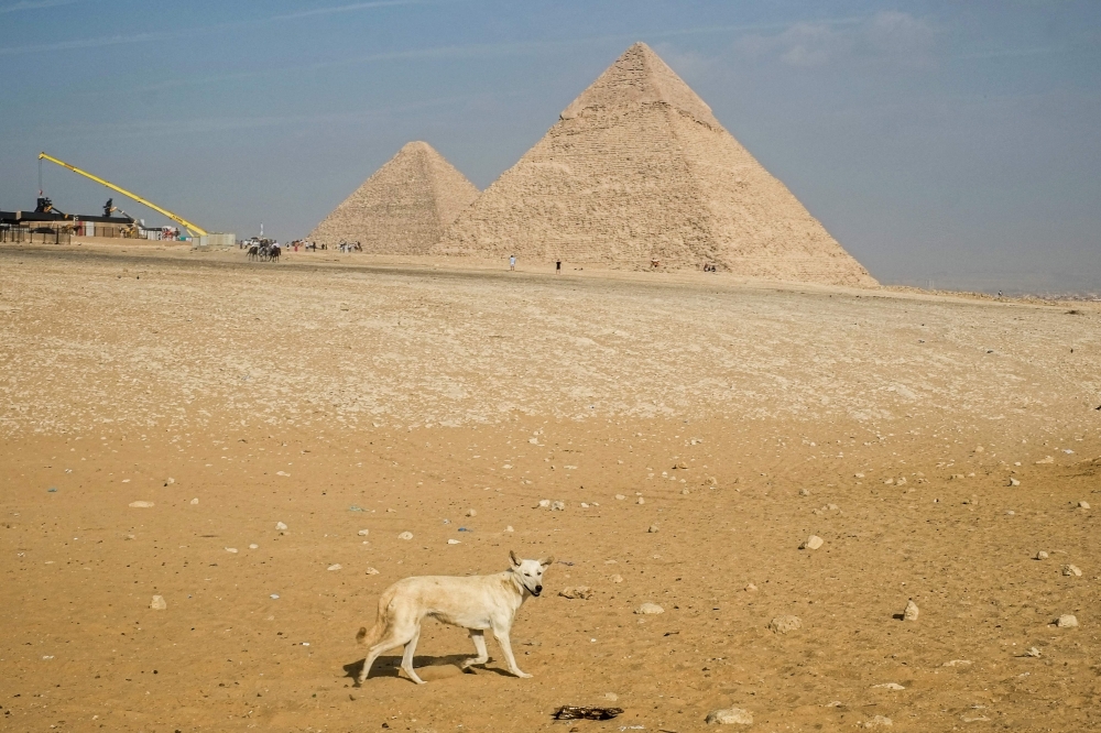 A stray dog wanders around the Great Pyramids on the Giza Plateau, on the outskirts of Cairo, on November 14, 2024. (Photo by Khaled Desouki / AFP)