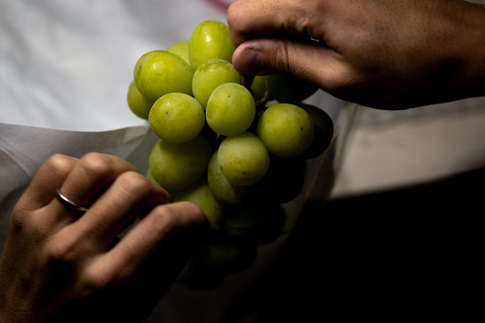 This picture taken on September 14, 2023 shows a worker packing a bunch of Shine Muscat grapes on Yuki Nakamura's farm in Tomi city, Nagano Prefecture. Photo by Philip FONG / AFP