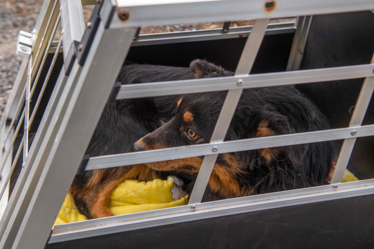 A dog is seen in a cage at a breeding site in the Hungarian village of Koszegpaty close to the Austrian border on November 18, 2024, after the property was raided by authorities and animal welfare groups in a cross-border cooperation rescued the dogs. (Photo by FERENC ISZA / AFP)
