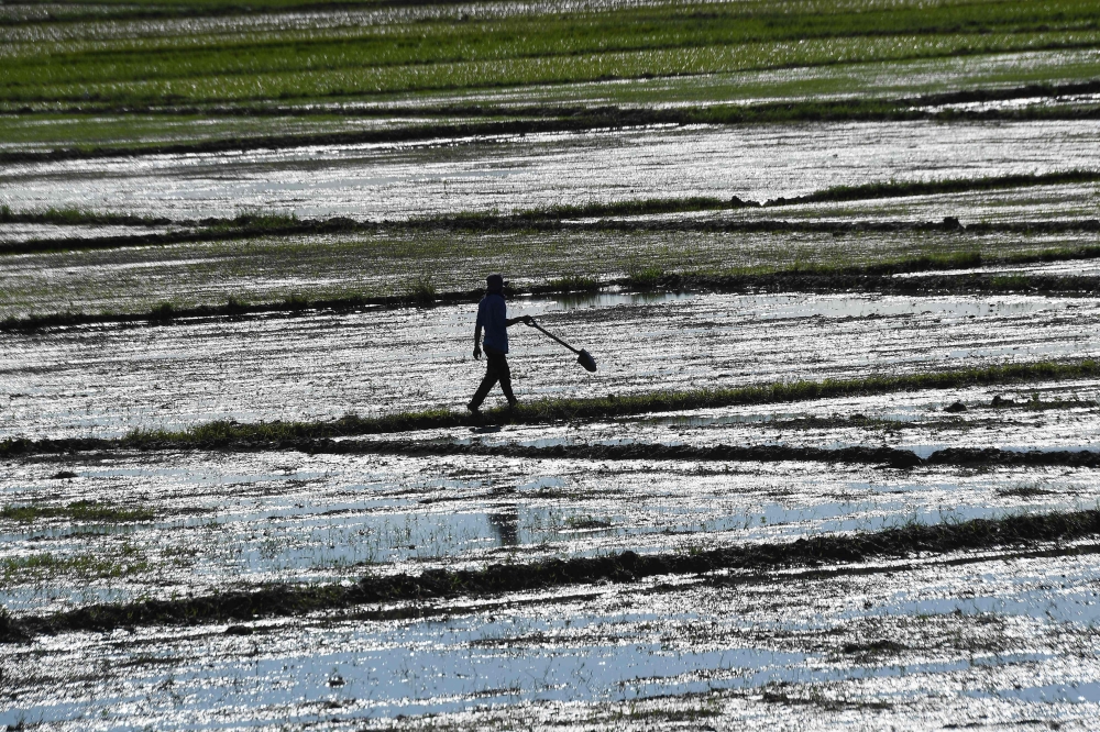 A farmer inspects his rice field after a river dike burst at the height of Super Typhoon Man-yi at a farming village in Aliaga, Nueva Ecija province on November 19, 2024. (Photo by TED Aljibe / AFP)