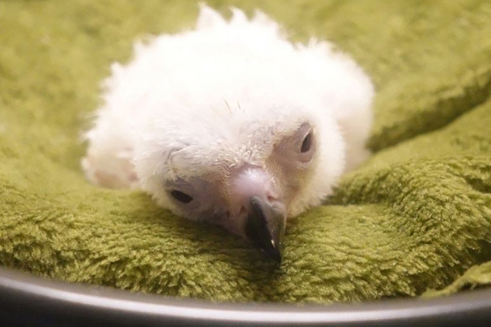 This handout photo taken on November 10, 2024 and released on November 20 shows chick number 30 after its hatching at the facility of the National Bird Breeding Sanctuary (NBBS) in Davao City, on the southern island of Mindanao. (Photo by Handout / Philippine Eagle Foundation (PEF) / AFP) 