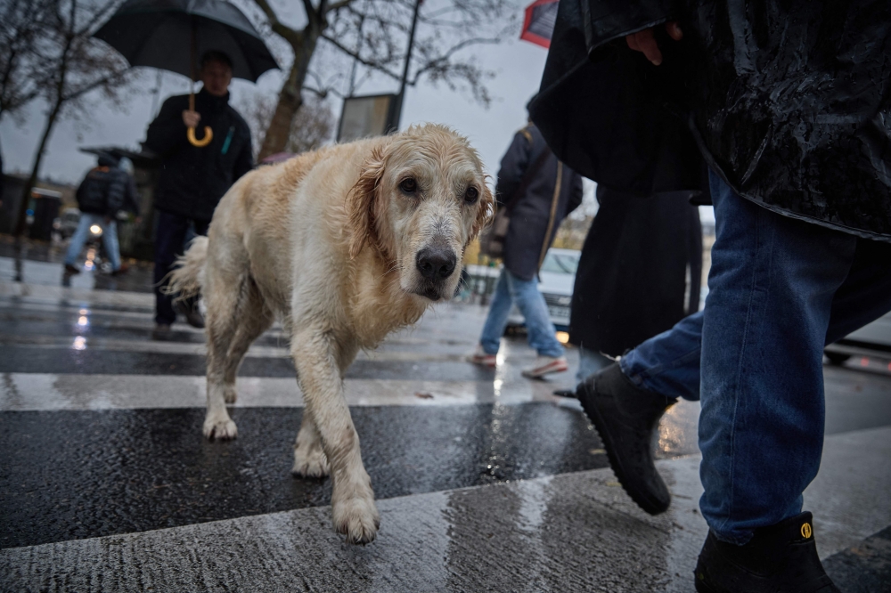 Image for representation only / A dog crossing a road with it's owner near Place de la Republique in central Paris on November 25, 2024. (Photo by Kiran Ridley / AFP)

