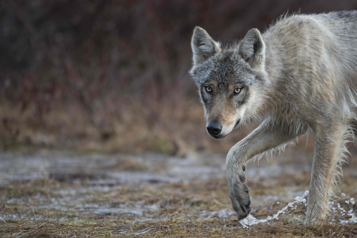 (FILES) A wolf is photographed in a forest near the Russian border, in Hukkajarvi, eastern Finland, on May 16, 2022. (Photo by Olivier MORIN / AFP)
