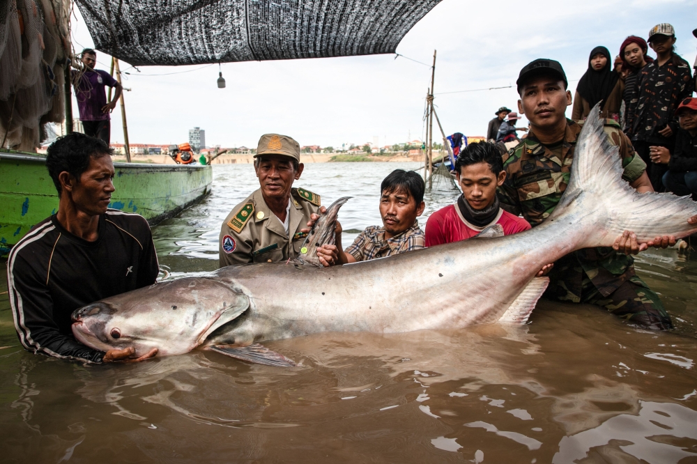 This handout from USAID Wonders of the Mekong taken on December 10, 2024 and released on December 13, 2024 shows people carrying a Mekong giant catfish in Cambodia's Tboung Khmum Province.  (Photo by Chhut Chheana / USAID Wonders of the Mekong / AFP) 