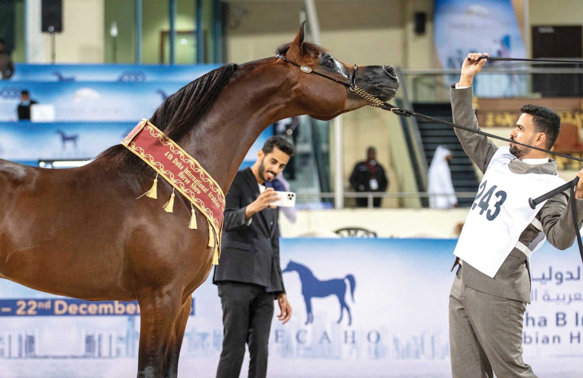 Winner of the Senior Stallions Championship D Shajeim  with his handler.