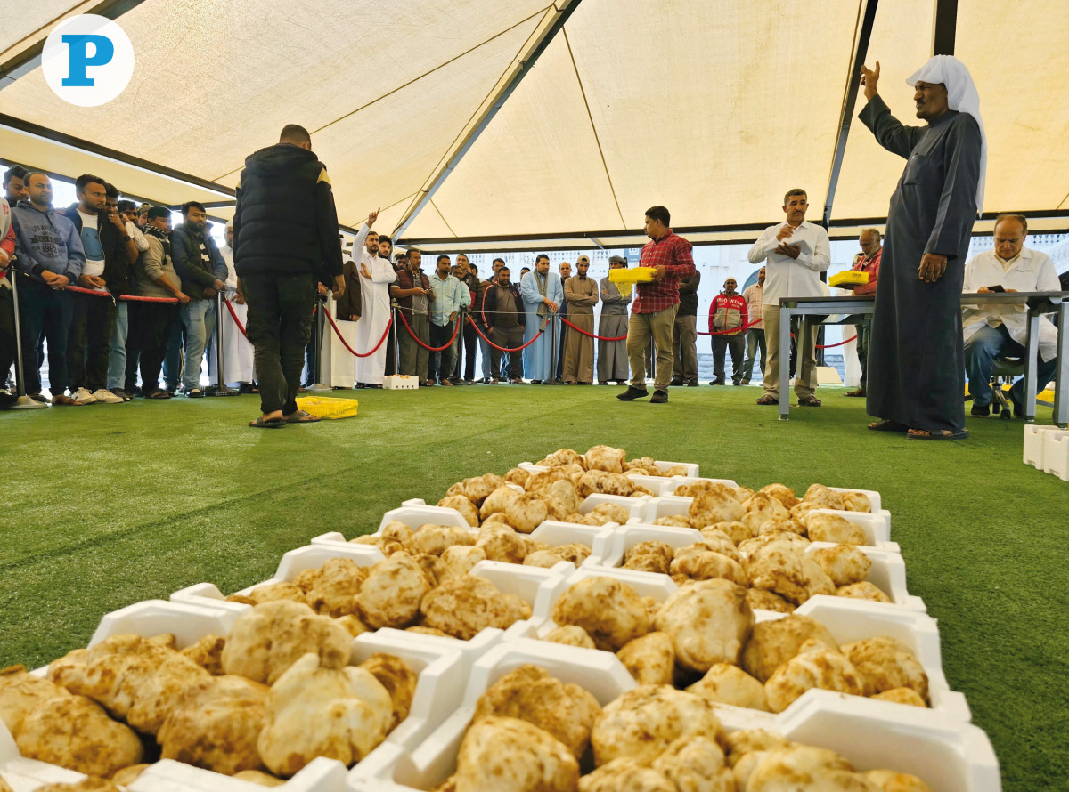 Residents and traders bid for boxes of truffles during the first day of auction yesterday. Pic: Marivie Alabanza/The Peninsula
