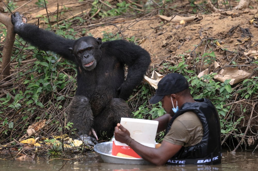 Fabrice Moudoungue (R) prepares to give food to a chimpanzee in the Douala-Edea Natural Park in Marienberg on December 14, 2024. (Photo by Daniel Beloumou Olomo / AFP)