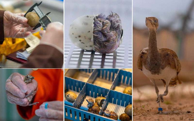 The Rawdat Al Faras Center is dedicated to the care and breeding of Houbara Bustards.