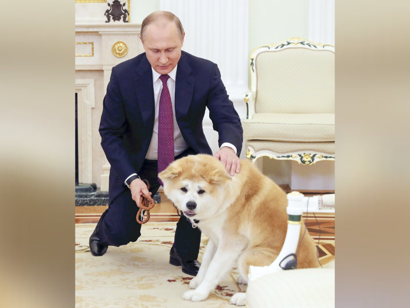 Russian President Vladimir Putin pets his Akita dog Yume at the Russian presidential office in Moscow in December 2016 / The Japan News