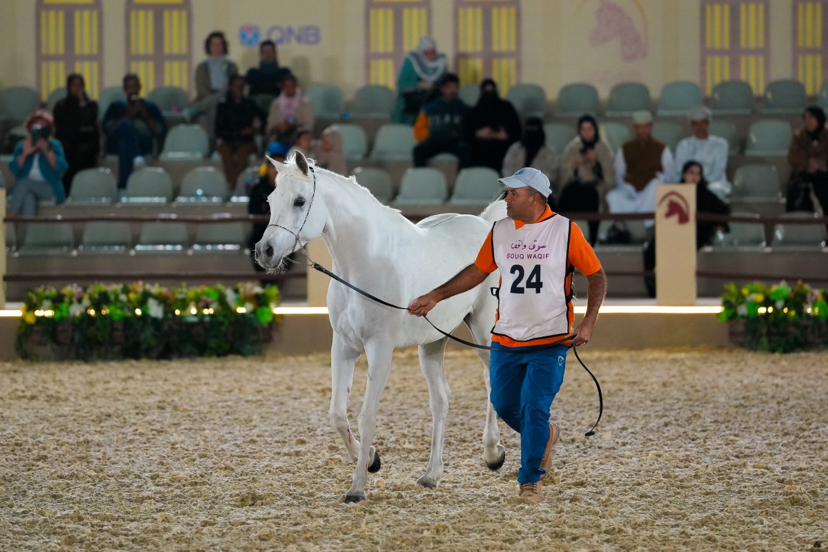 An Arabian horse at the auction.