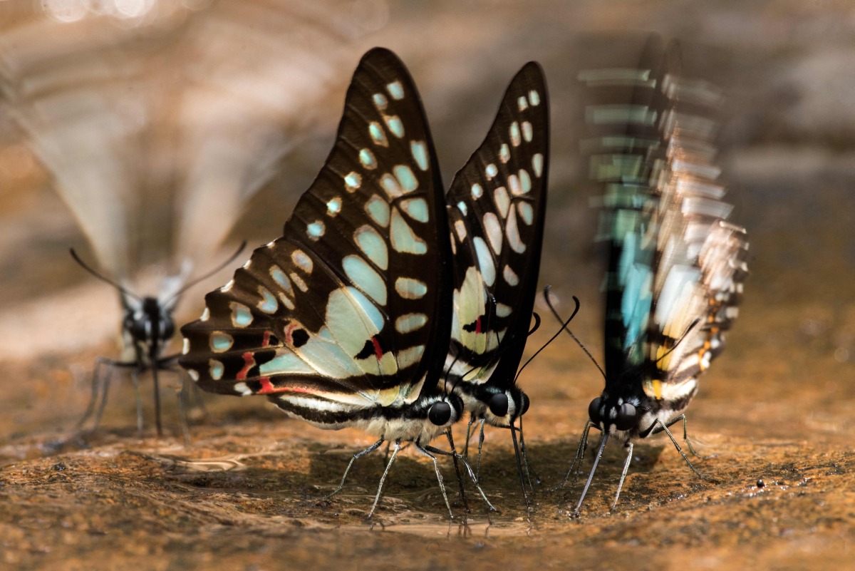 This undated handout photo from the conservation group Fauna and Flora released to AFP on January 22, 2025 shows common jay butterflies in Cambodia's Virachey National Park. Photo by Handout / Fauna and Flora / AFP