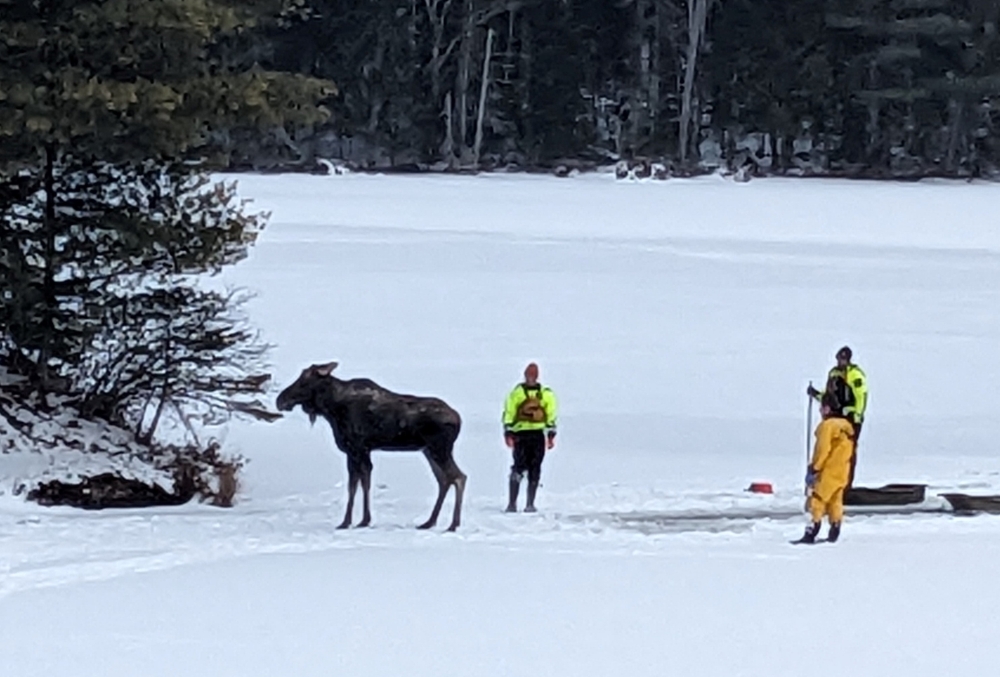 A moose after it was rescued from being stuck in a partially frozen lake in Hamilton County, New York. Pic: NYSDEC