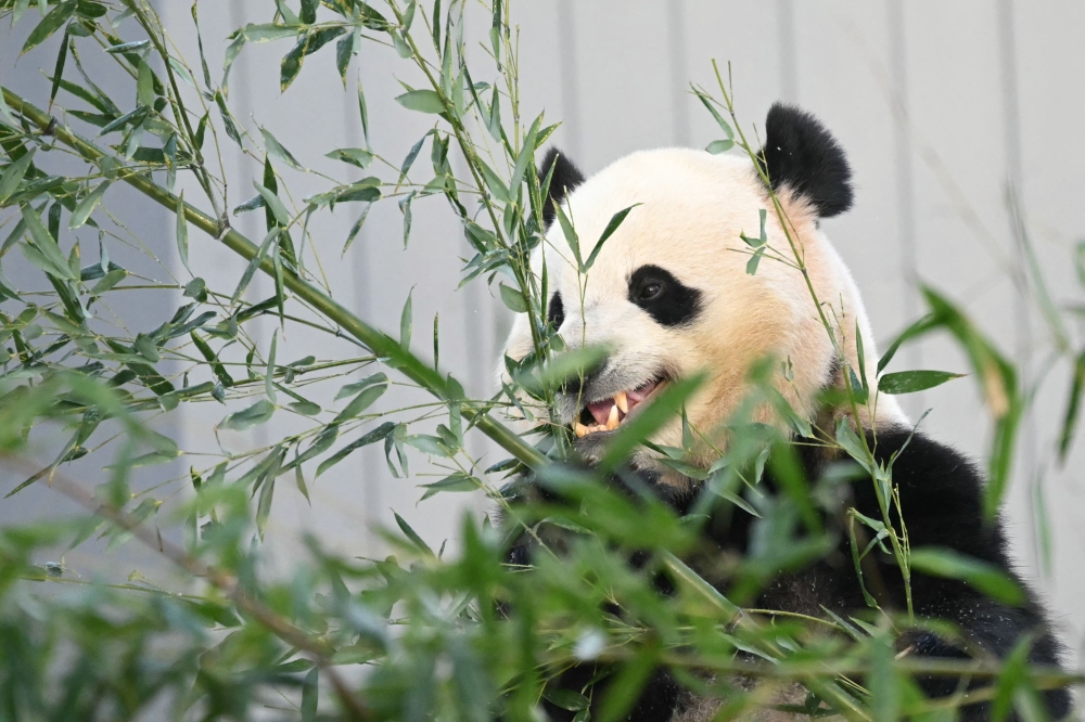 Giant panda Bao Li eats bamboo during the public debut at the Smithsonian's National Zoo in Washington, DC, on January 24, 2025. (Photo by Andrew Caballero-Reynolds / AFP)