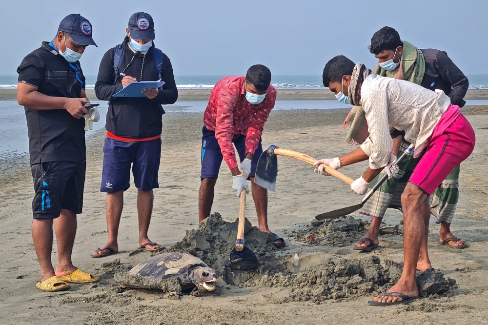 Bangladeshi marine rescuers prepare to bury a dead olive ridley sea turtle at a beach in Cox's Bazar on January 29, 2025. (Photo by Suzauddin Rubel / AFP)