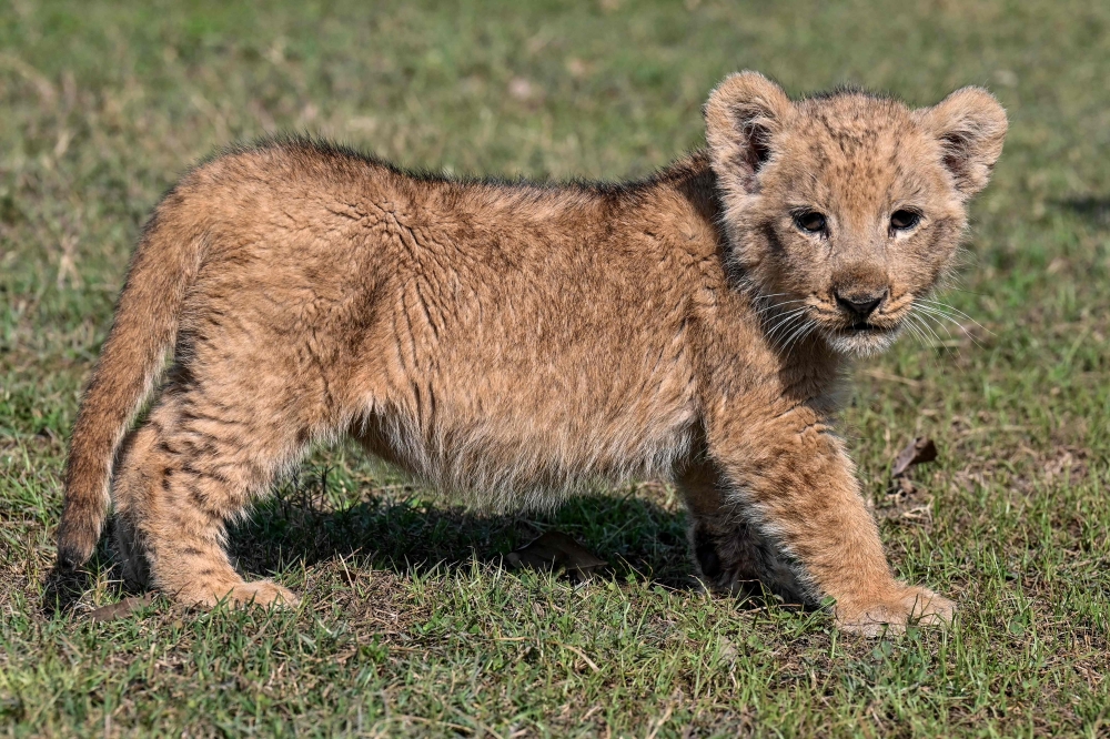 A lion cub confiscated from Pakistani YouTube star Rajab Butt, is pictured at a safari zoo in Lahore on January 28, 2025. (Photo by Arif Ali / AFP) 

