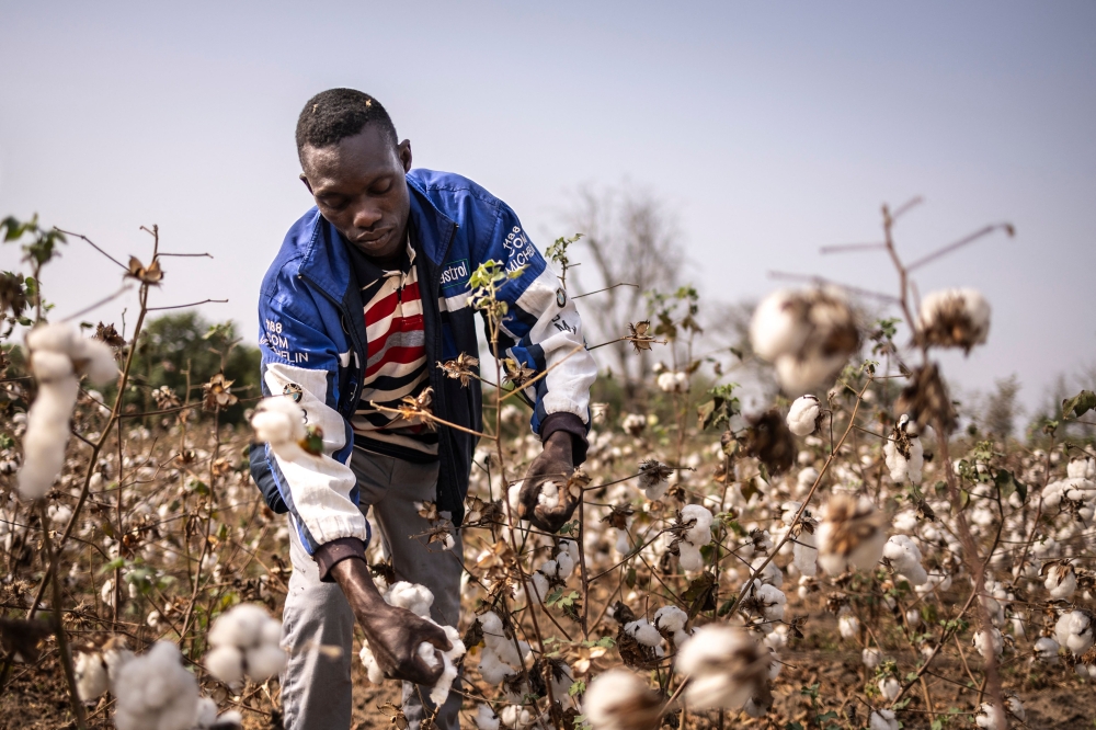 A worker collects cotton in a field in Soclogbo, on January 13, 2025. (Photo by OLYMPIA DE MAISMONT / AFP)