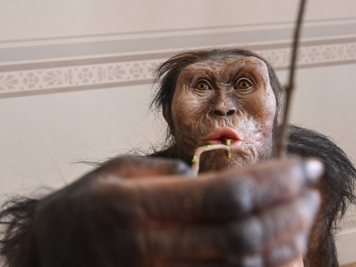 The hyperrealistic artistic reconstruction of the female Austrolopithecus afarensis (Lucy) in the National Museum of Prague on February 4, 2025. (Photo by Michal Cizek / AFP)
