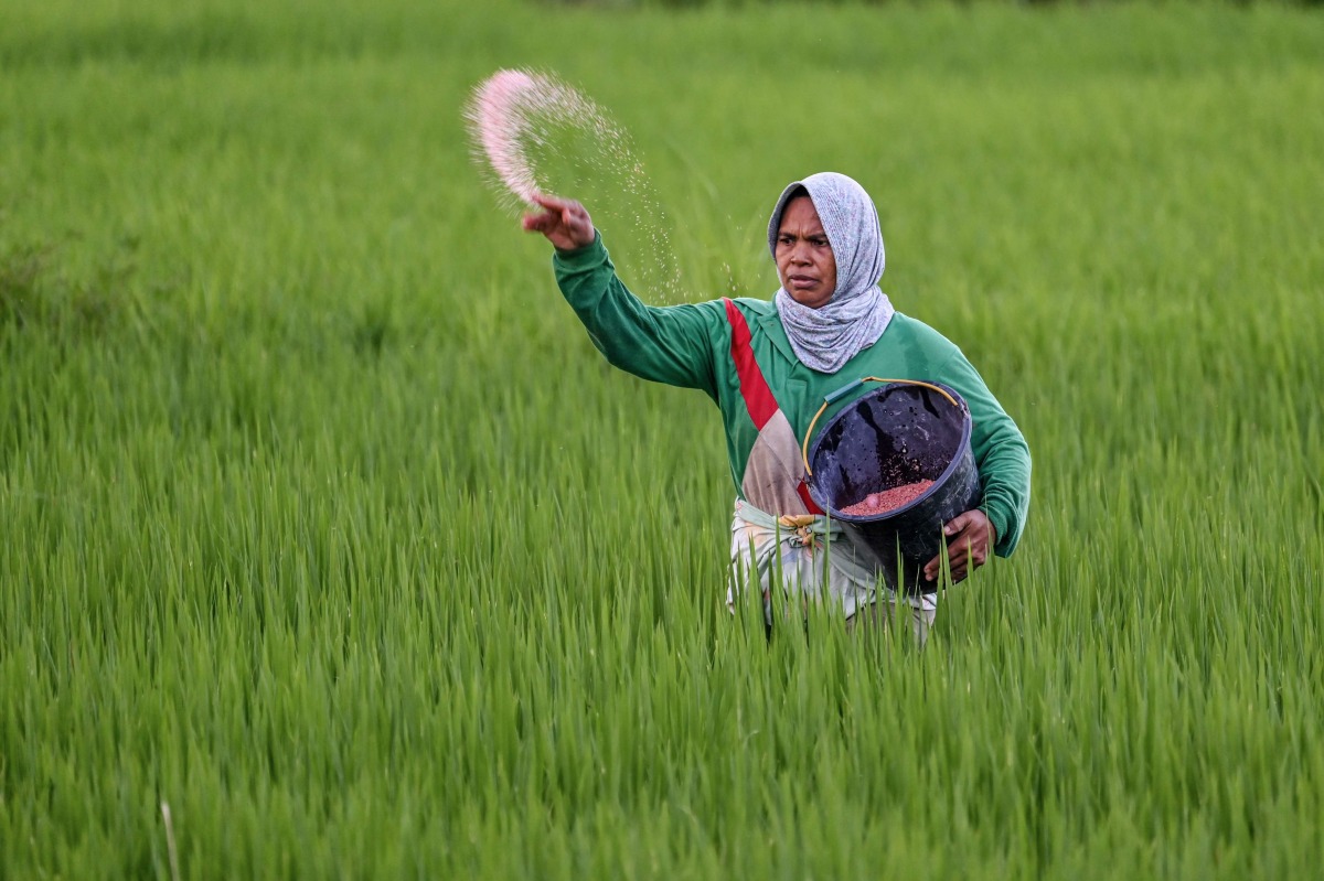 A farmer uses fertiliser at a paddy field in Montasik, Aceh province on February 5, 2025. (Photo by CHAIDEER MAHYUDDIN / AFP)
