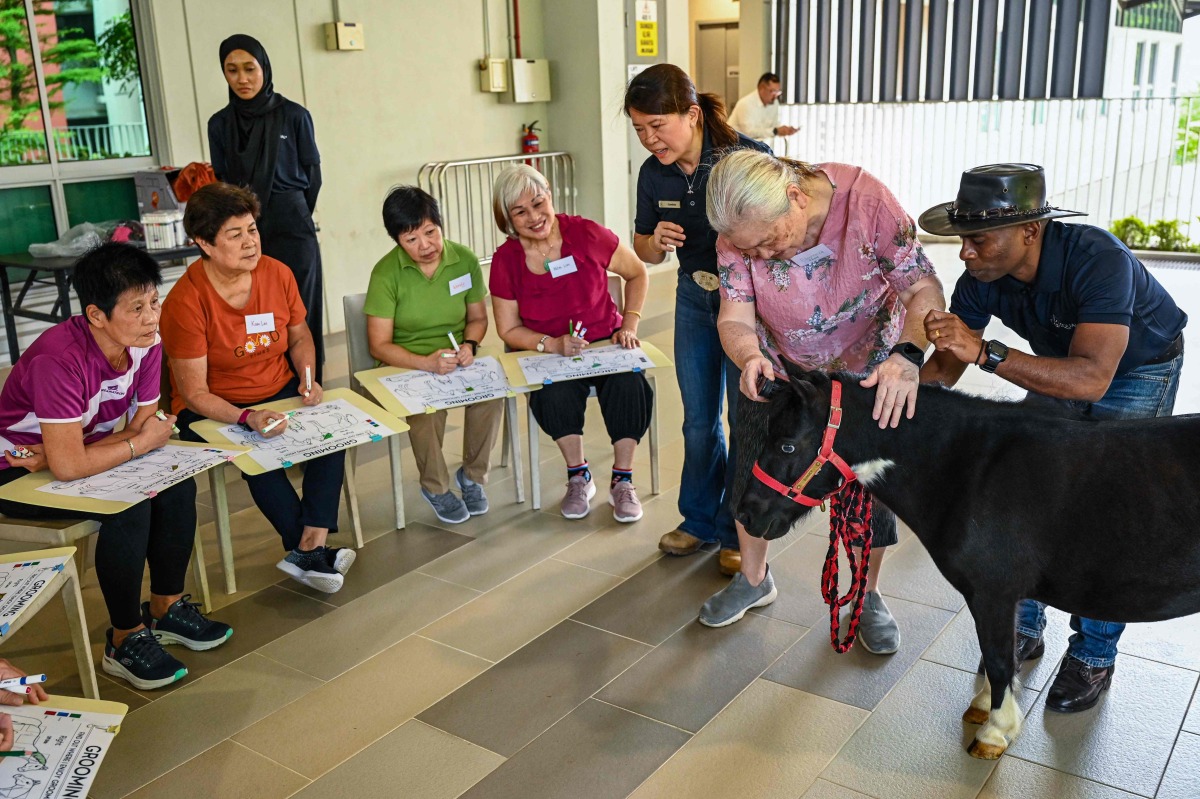 A senior participants interacts with a therapy miniature horse during the launch of Singapore's first equine-assisted program at NTUC Health Active Ageing Centre in Singapore on February 11, 2025. (Photo by Roslan RAHMAN / AFP)