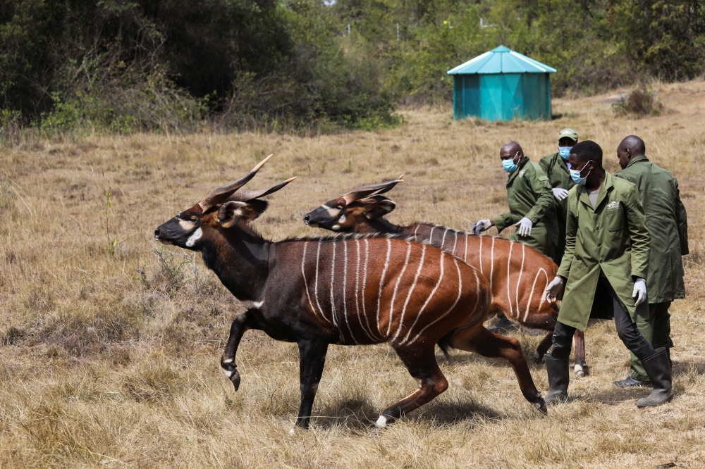 File photo: Two out of the five critically endangered Mountain Bongos (Tragelaphus eurycerus isaaci) run after being released into the Mawingu Mountain Bongo Sanctuary near Nanyuki, Kenya, March 9, 2022. Picture taken March 9, 2022. REUTERS/Baz Ratner