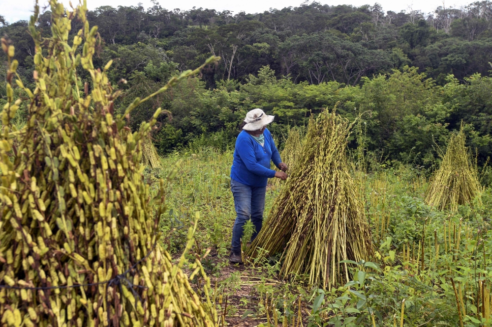 Julia Ortiz harvests her sesame production in Santa Ana de Velasco, Santa Cruz Department, in the Chiquitania region of Bolivia, on February 12, 2025. (Photo by Rodrigo Urzagasti  / AFP)
 