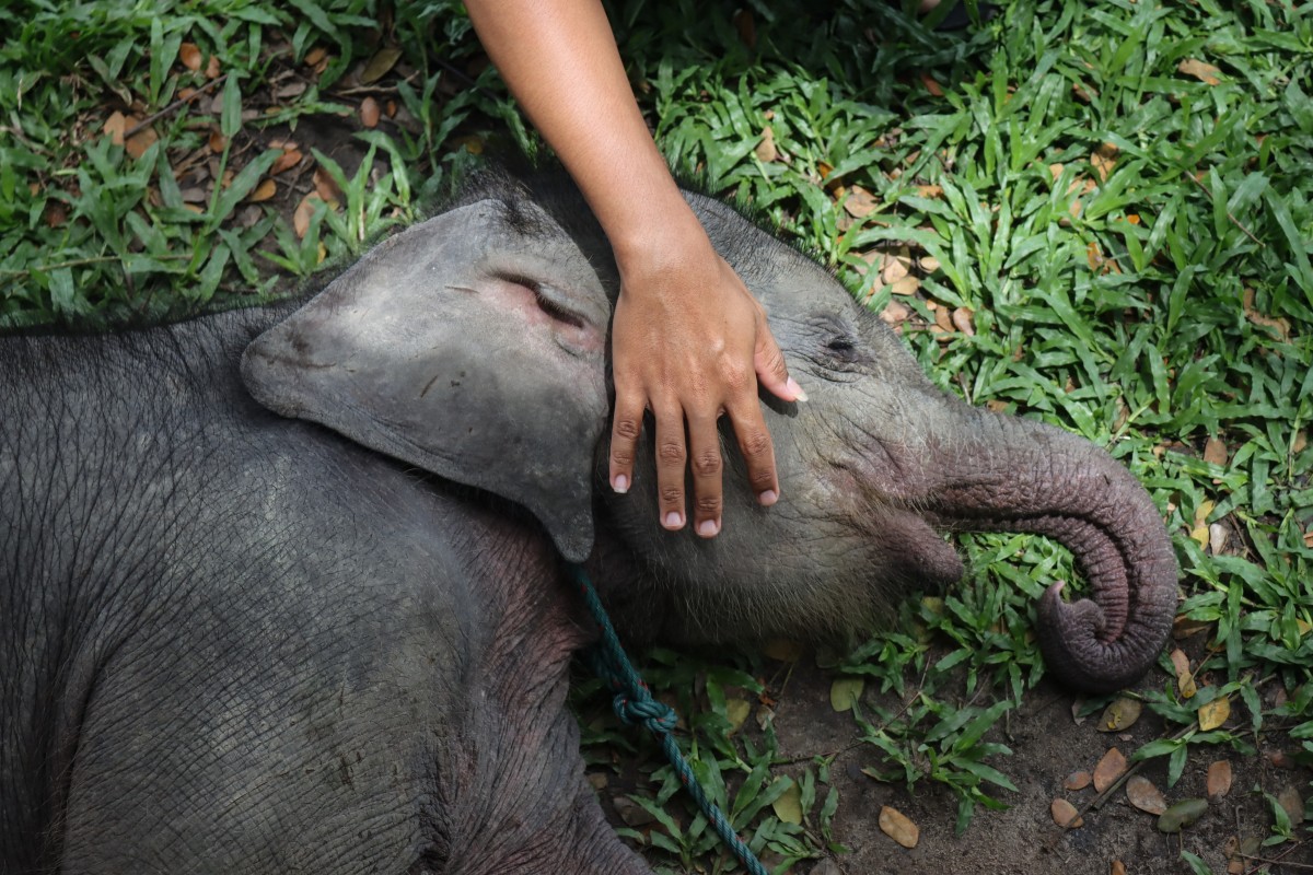 A rescued two-month-old male wild Sumatran elephant, separated from its mother in a palm oil plantation, is cared for by an officer at the Minas Elephant Training Centre in Riau on March 11, 2025. Photo by WAHYUDI / AFP.
