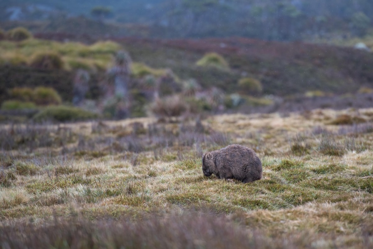 Pic: Representational photo of a wombat from Pixabay 